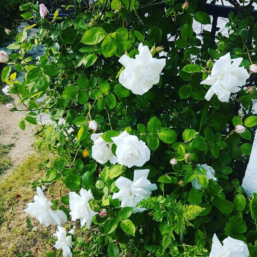 Limon Pansiyon 福卡 外观 照片